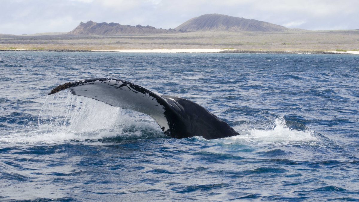 Galapgos Island Hopping, Whale Tail