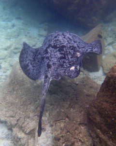 A Marbled Ray