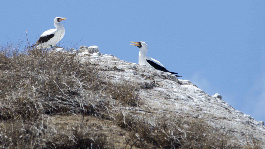 A Pair of Nazca Boobies