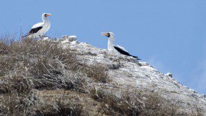 A Pair of Nazca Boobies