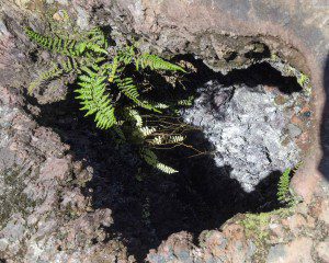 Fern at a Volcanic Vent