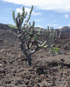 Cactus more than 100 years old