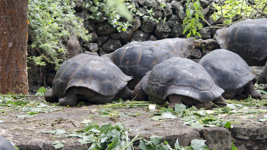 Captive Tortoises at the Charles Darwin Center