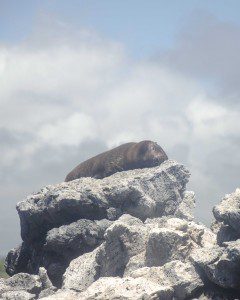 Galapagos Fur Seal