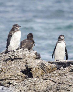 Penguins at Los Tuneles