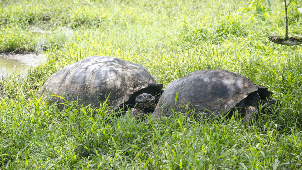 Mating Pair of Tortoises