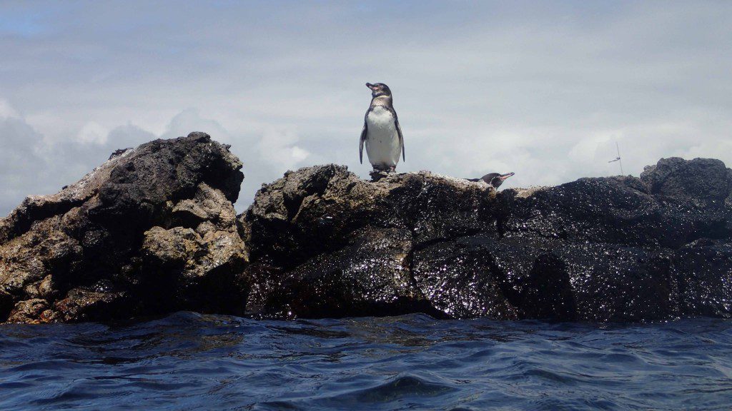 A Galapagos Penguin
