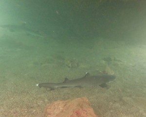 White-tipped Reef Shark, Los Tuneles, Isla Isabela, The Galapagos