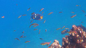 A King Angelfish with smaller Sabertooth Blennies