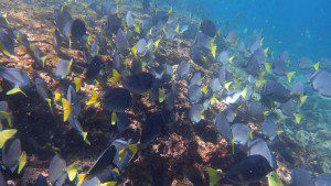 Razor Surgeonfish - Prionurus laticlavius