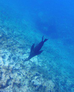 A Galapagos Sea Lion