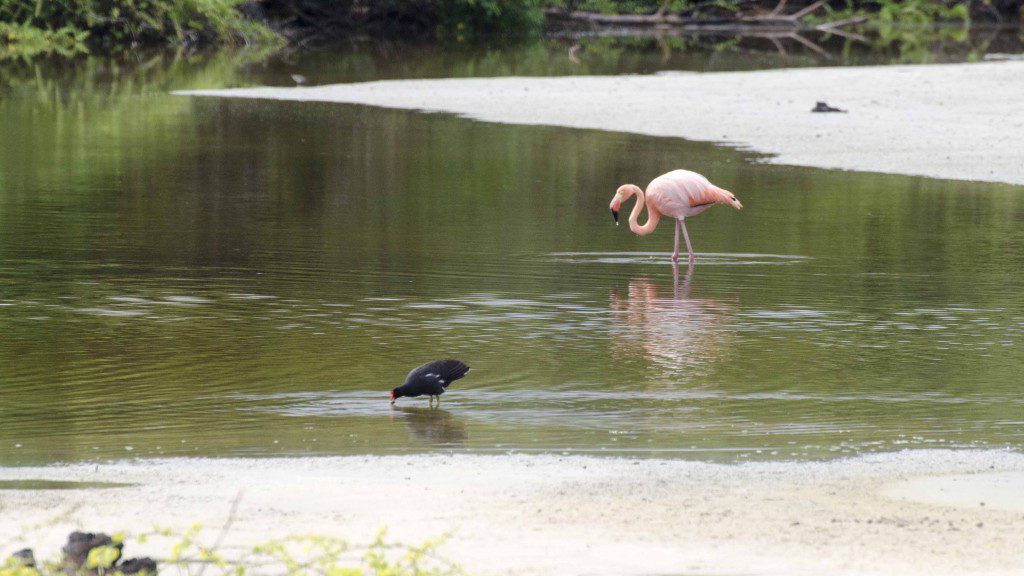 A Greater Flamingo and Common Gallinule