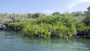 Mangroves