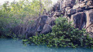 Mangroves