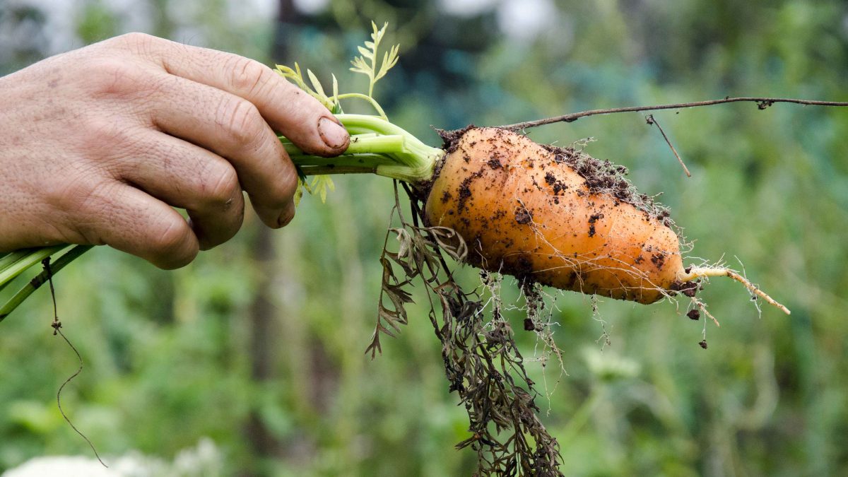 Freshly Pulled Carrot