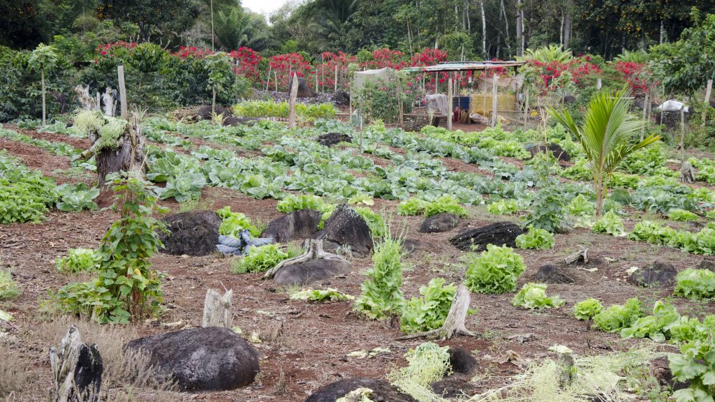 One of the Farm Fields