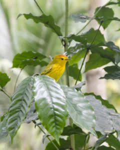 Yellow Warbler