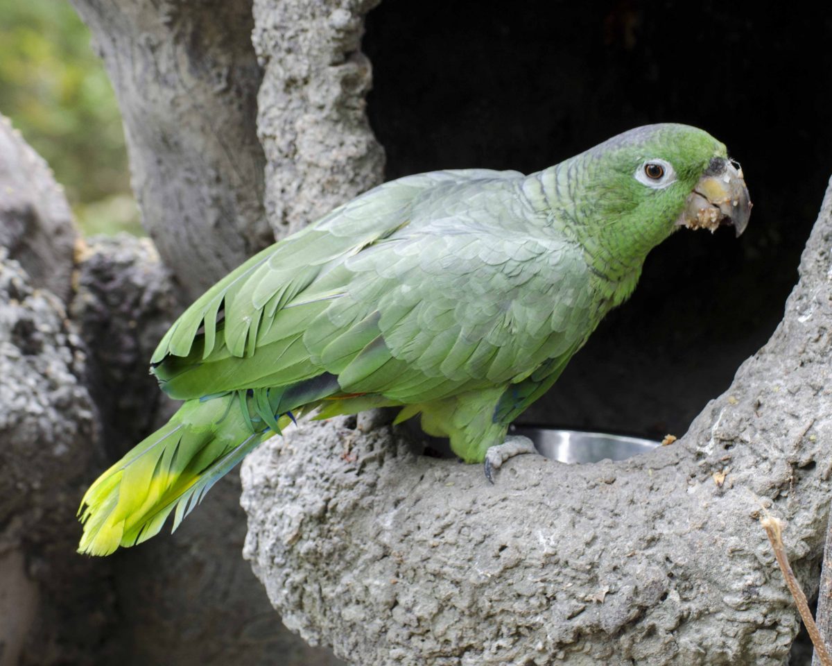 Parrot, Parque Histórico, Guayaquil, Ecuador  | ©Angela Drake