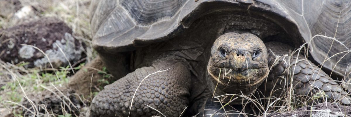 Galapagos Tortoises on San Cristobal