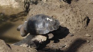 A young Galapagos Tortoise