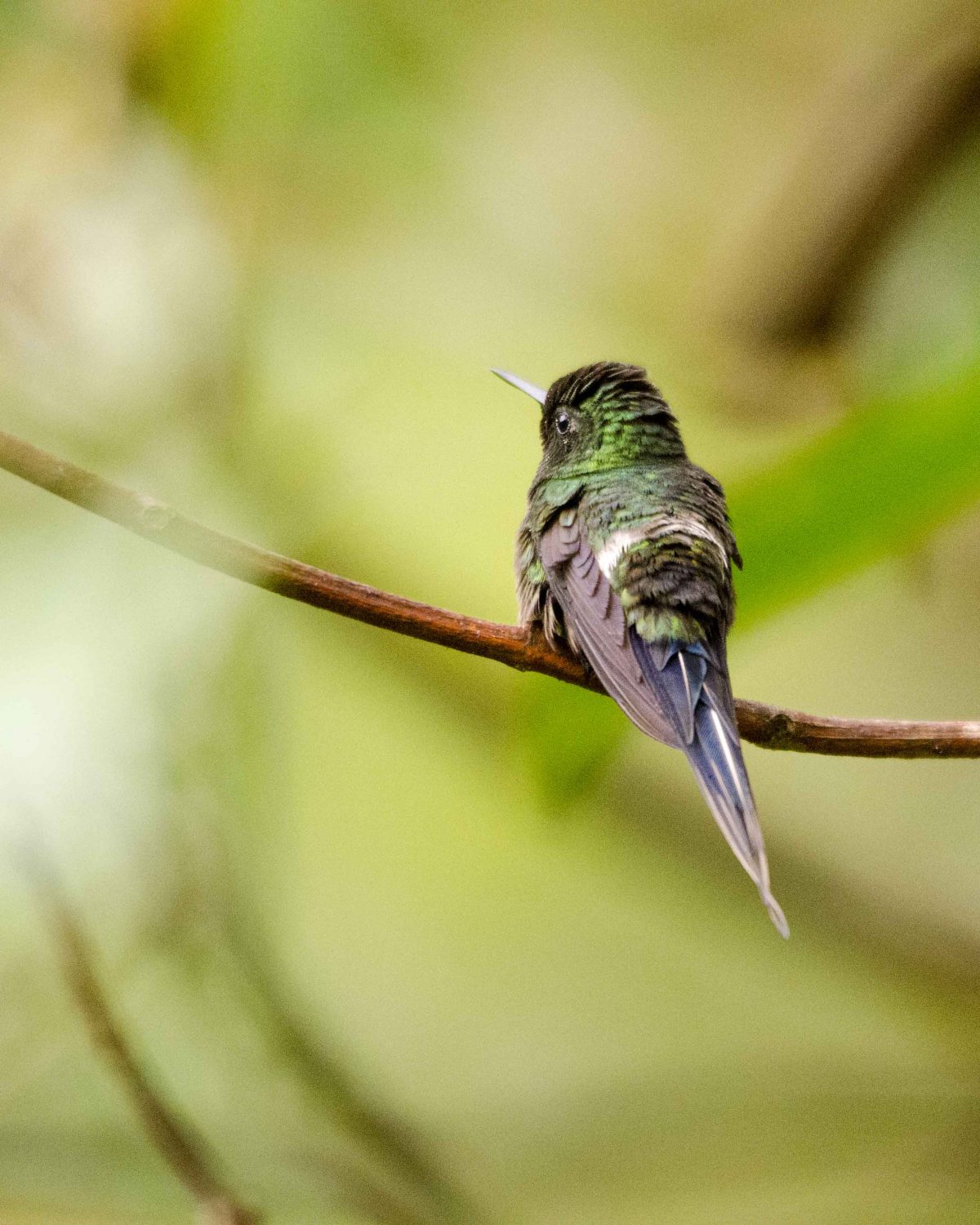 Green Thorntail, San Jorge de Milpe, Ecuador