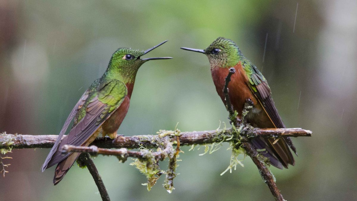 Dónde ver colibríes en Ecuador