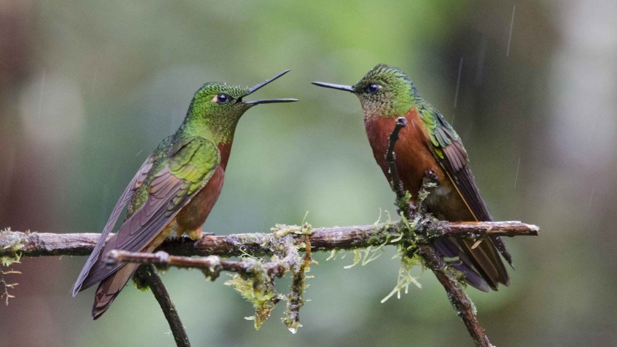 Where to See Hummingbirds in Ecuador