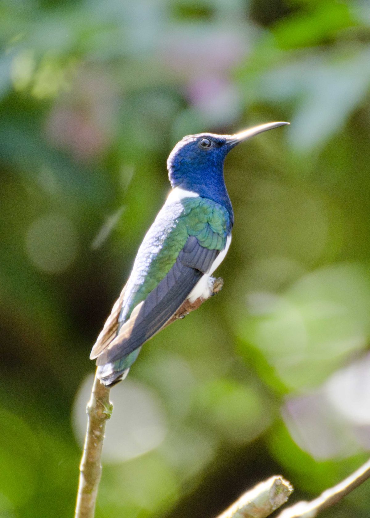 Alambi, Nanegalito, Ecuador