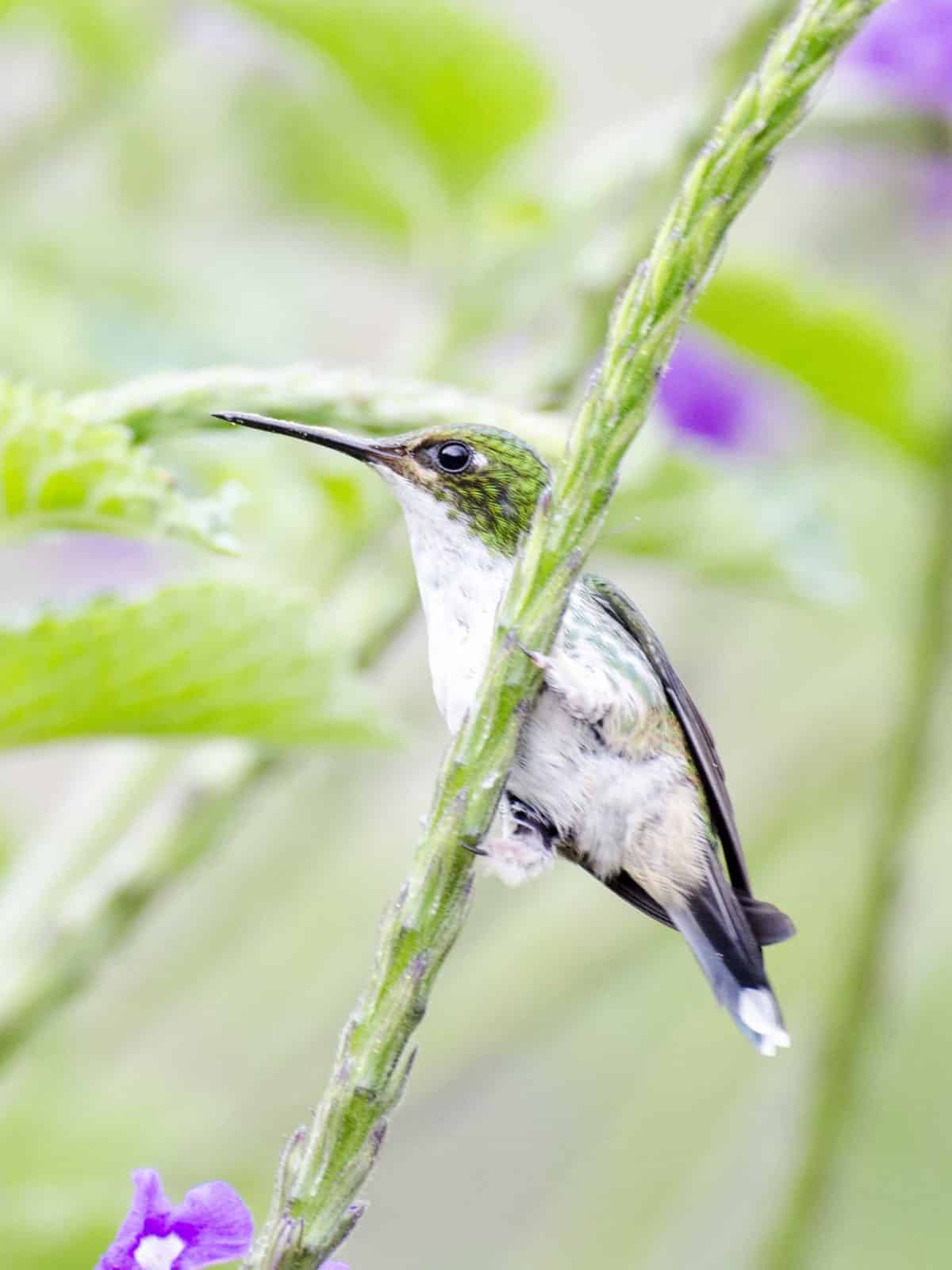 Purple-bibbed Whitetip, female hummingbird | ©Angela Drake