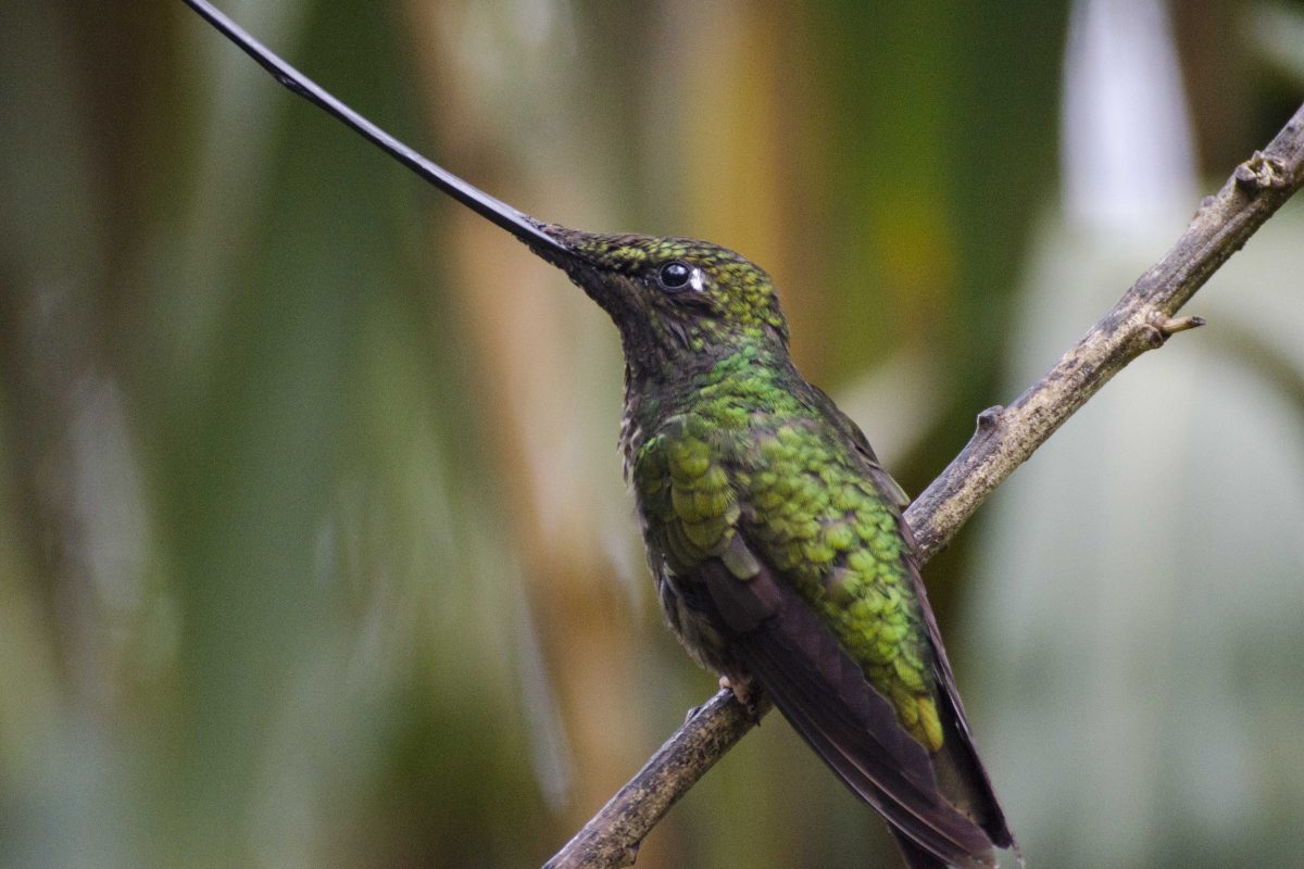 Where to See Hummingbirds in Ecuador