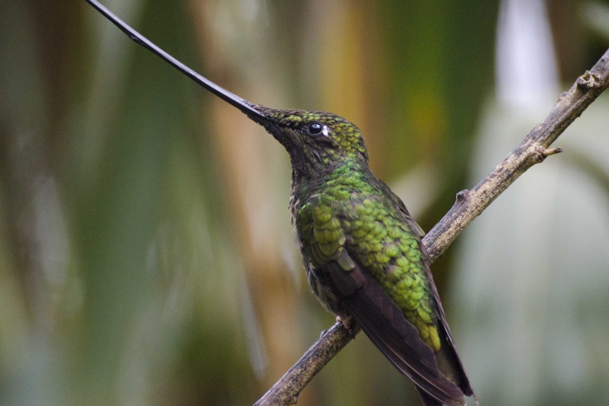 ¿Dónde encontramos a los colibríes en Ecuador?