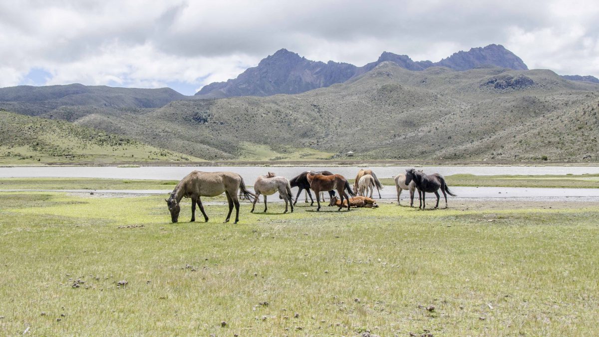 The Wild Horses of Cotopaxi are often seen near Laguna Limpiopungo. | ©Angela Drake