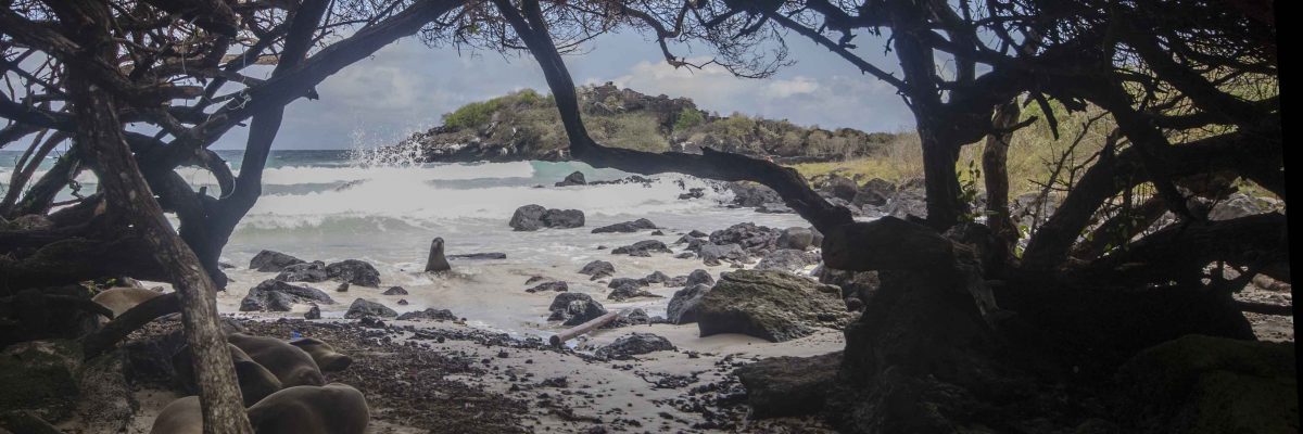 Puerto Chino, Sea Lion