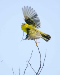Puerto Chino, Yellow Warbler