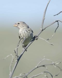 Puerto Chino, Darwin's Finch