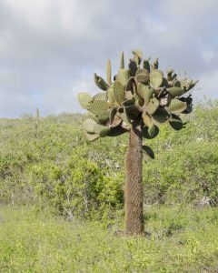 Puerto Chino, Galapagos Prickly Pear Cactus