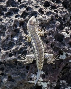 Puerto Chino, Lava Lizard