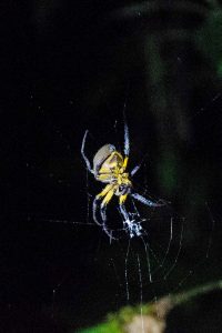 Pastaza Province, Spider