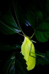 Pastaza Province, Leaf-like Insect