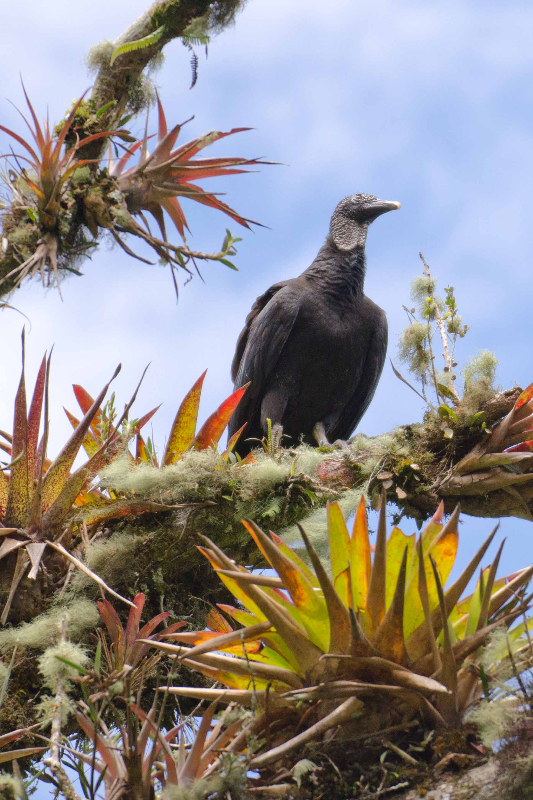 A vulture, Tungurahua Province, Ecuador Por Mis Ojos