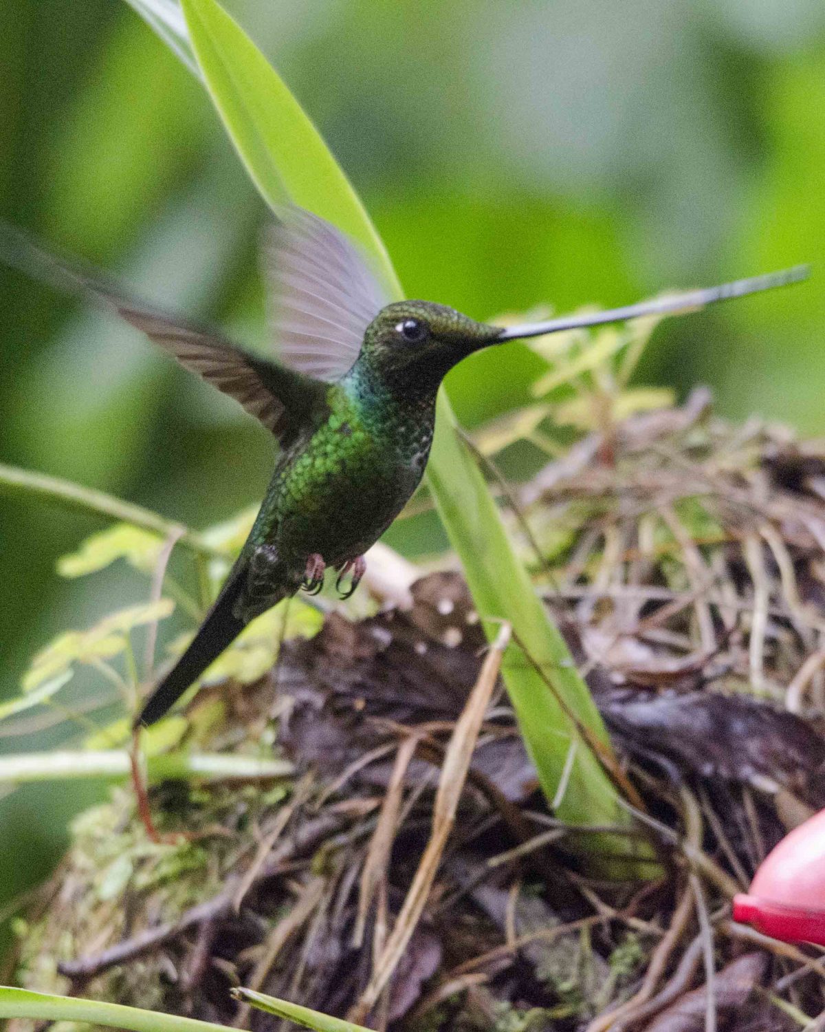 Swordbill Hummingbird, Guango Lodge, Ecuador