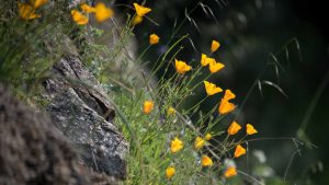 California Poppy - Buttermilk Bend