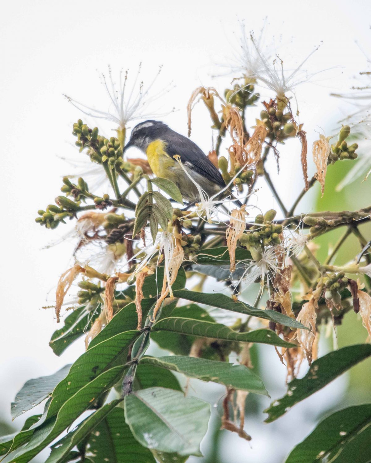 Small bird, Pacto, Ecuador