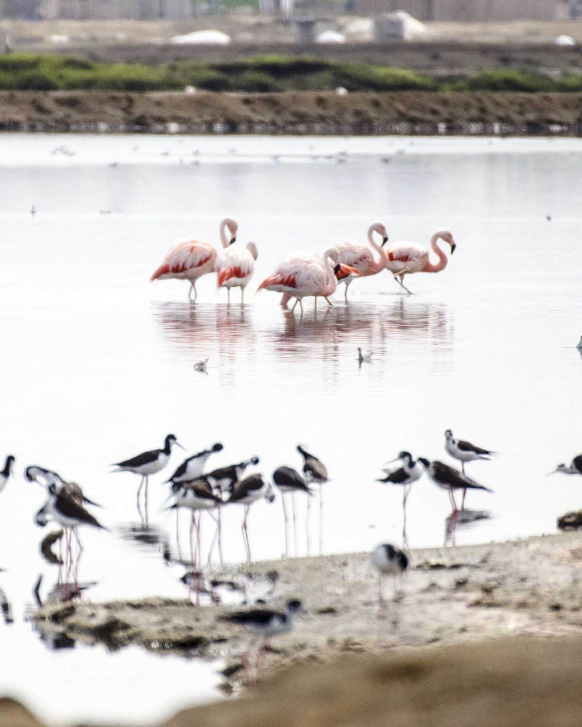 Laguna de Ecuasal, Salinas, Ecuador