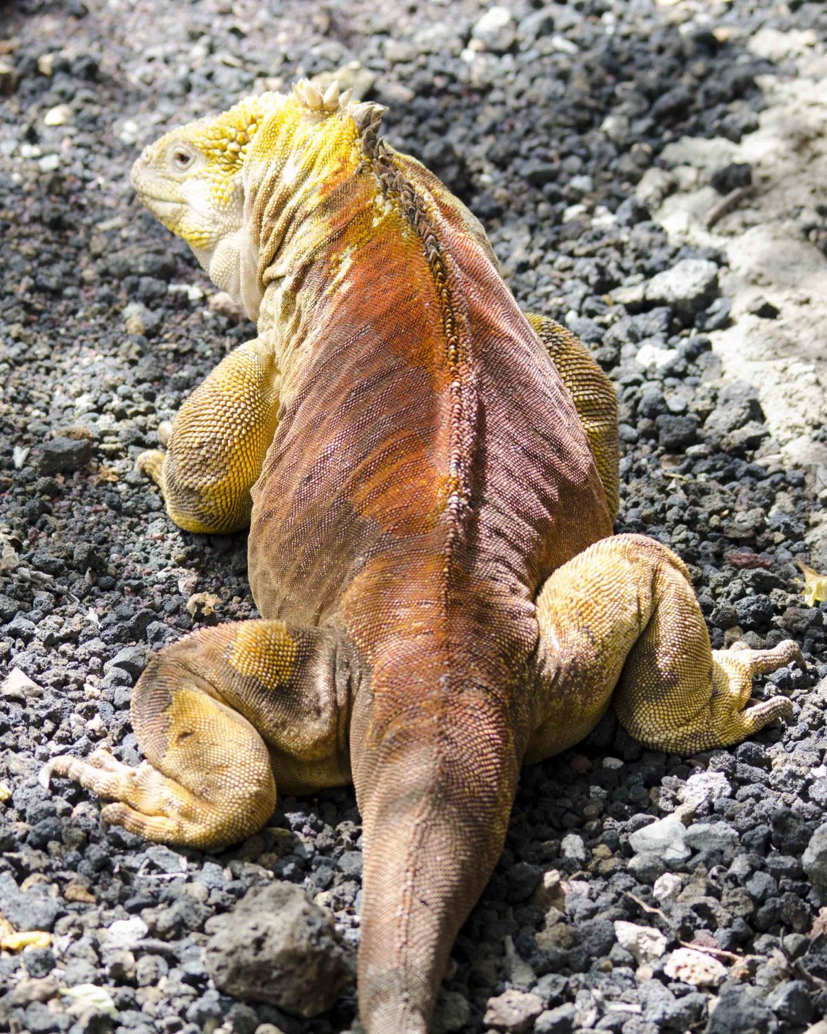 Golden Iguana, Charles Darwin Research Center, San Cruz Island, The Galapagos