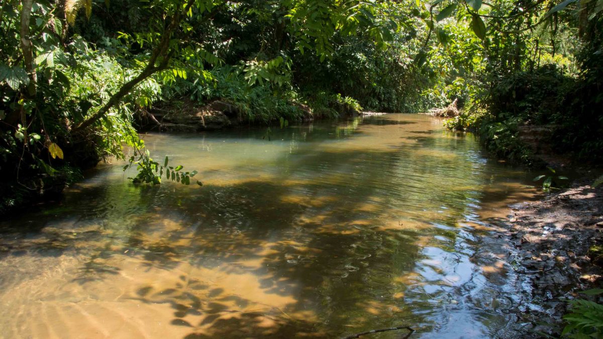 Amazon Jungle, Napo, Ecuador | ©Angela Drake