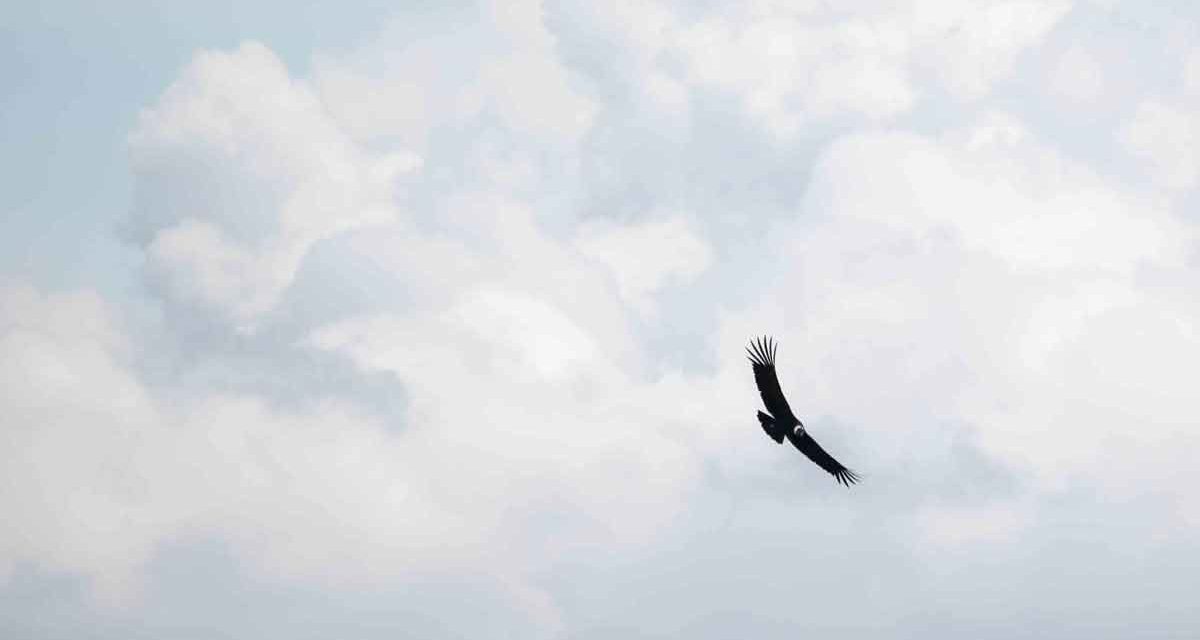 The Andean Condor in Ecuador