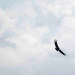 The Andean Condor in Ecuador
