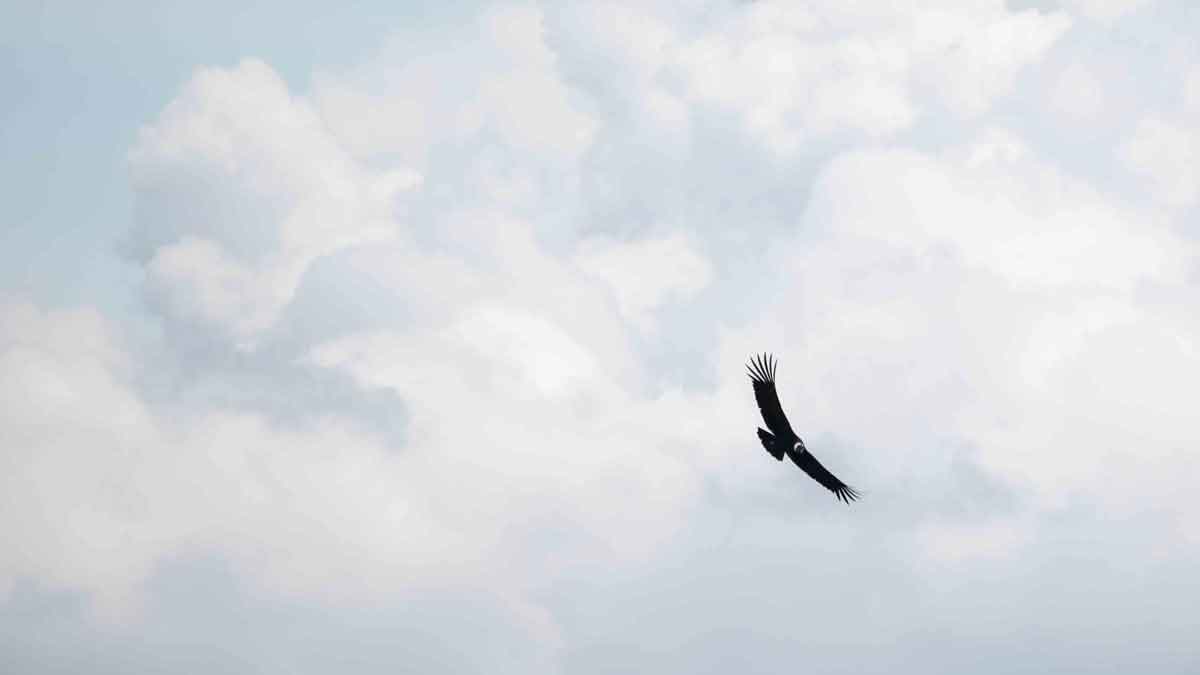 Andean Condor at the Antisanilla Reserve | ©Angela Drake