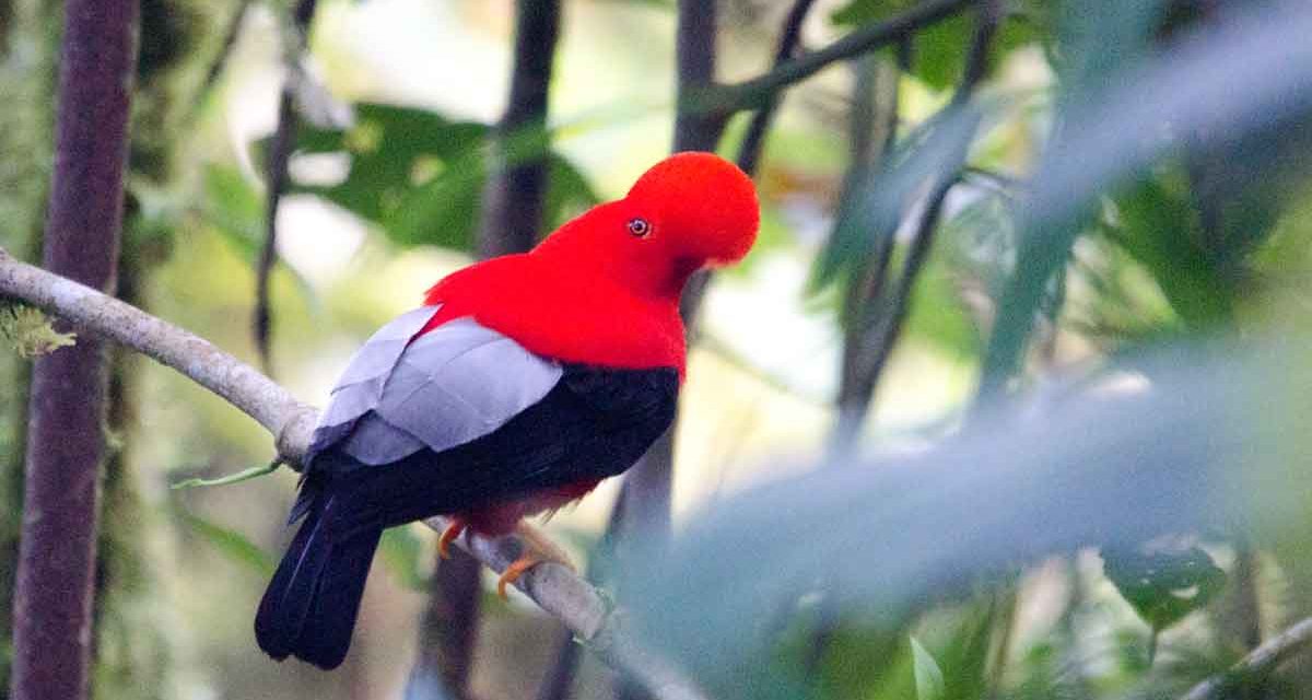 The Strange and Spectacular Andean Cock-of-the-Rock